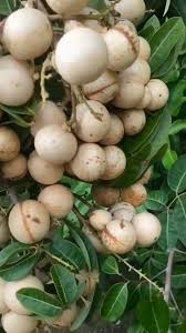 WHITE Longan (graft)