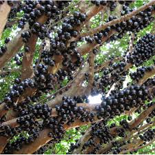 Acupaulista Jaboticaba (approch graft)