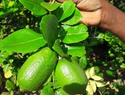 Assam Lemon (layer)