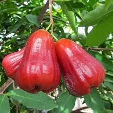 Bali Chamba (seedling)