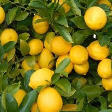 Baramasi Lemon (graft)