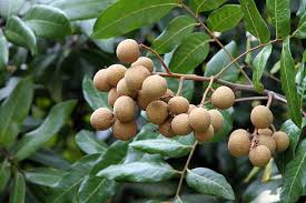 Black Leaf Longan (graft)
