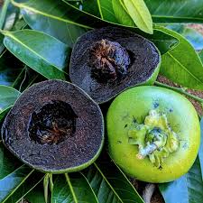 Black Sapote (graft)