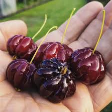 Black Surinam Cherry (graft)