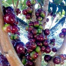 Escarlate Jaboticaba (approch graft)