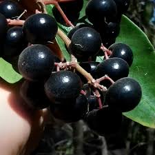 Gondo Berry(seedling)