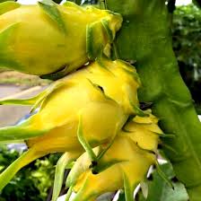 Israel Yellow Dragon Fruit (cuttings)