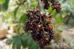 Kak Jam Fruit