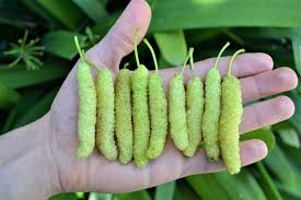 King White Mulberry (graft)