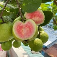 Madhuri Guava (graft)