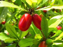 Miracle Fruit (fruited)