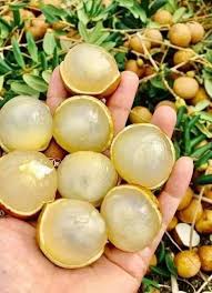 Ping Pong Longa (graft)