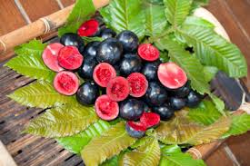 Rainforest Plum (seedling)