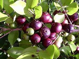 Rainforest Purple Guava (seedling)