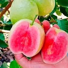 Red Diamond Guava (layer)
