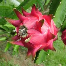 Red Dragon Fruit (cuttings)