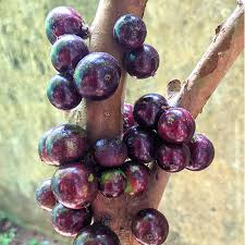 Red Hybrid Jaboticaba (seedling)