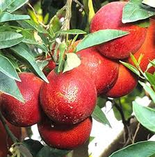 Red Lemon (graft)