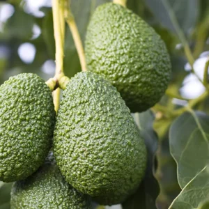 Lamb Hass Avocado