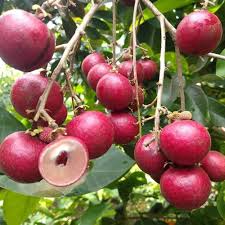 Ruby Longan (graft)