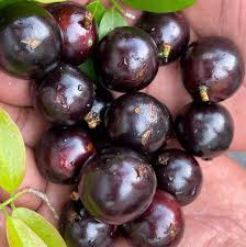 Sabara Jaboticaba (approch graft)