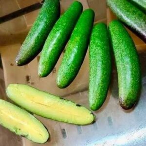 Seedless Avocado