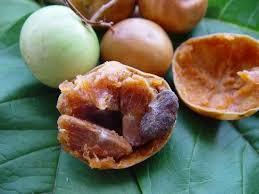 Spanish Tamarind Plum (seedling)