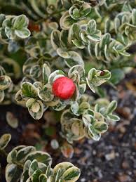 Variegated Natal Plum (layer)