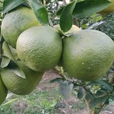 Vietnam Malta Orange (graft)