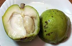 White Sapote (layer)