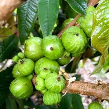 White Jaboticaba (approch graft)