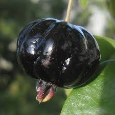 Zill Dark Cherry (graft)